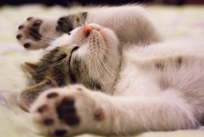 katten